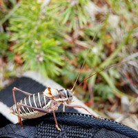 Ephippiger cruciger En la Guía-Naturaleza de RikenMon