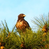 Buteo rufofuscus на Nature-Guide RikenMon в