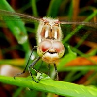 Sympetrum vulgatum Em Nature-Guide de RikenMon