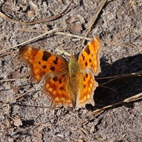 Polygonia c-album на Nature-Guide RikenMon в