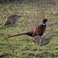 Phasianus colchicus En la Guía-Naturaleza de RikenMon