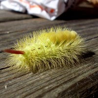 Calliteara pudibunda su guida naturalistica di RikenMon