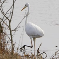 Ardea alba 在RikenMon的自然指南