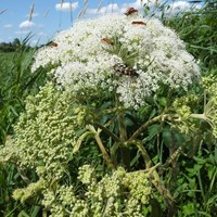 Angelica sylvestris su guida naturalistica di RikenMon