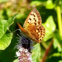 Lycaena virgaureae En la Guía-Naturaleza de RikenMon