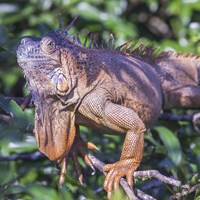 Iguana iguana su guida naturalistica di RikenMon