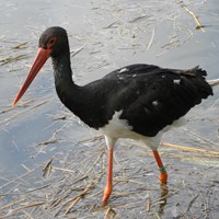 Ciconia nigra su guida naturalistica di RikenMon