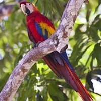 Ara macao En la Guía-Naturaleza de RikenMon