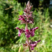 Stachys sylvatica En la Guía-Naturaleza de RikenMon