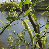 Salix alba En la Guía-Naturaleza de RikenMon