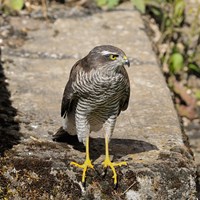 Accipiter nisus En la Guía-Naturaleza de RikenMon