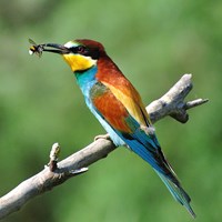 Merops apiaster Em Nature-Guide de RikenMon