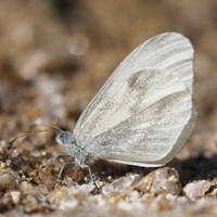 Leptidea sinapis op RikenMon's Natuurgids