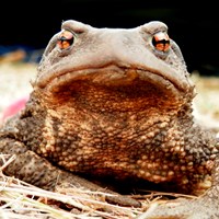 Bufo bufo Sur le Nature-Guide de RikenMon