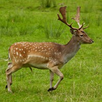 Dama dama En la Guía-Naturaleza de RikenMon