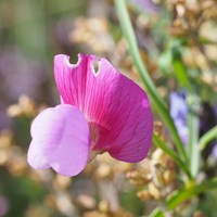 Lathyrus clymenum 在RikenMon的自然指南