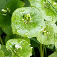 Claytonia perfoliata su guida naturalistica di RikenMon