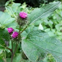 Arctium minus su guida naturalistica di RikenMon