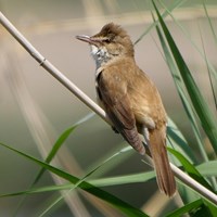 Acrocephalus arundinaceus Sur le Nature-Guide de RikenMon