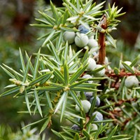 Juniperus communis su guida naturalistica di RikenMon