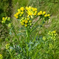 Jacobaea vulgaris su guida naturalistica di RikenMon