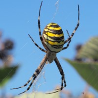 Argiope bruennichi op RikenMon's Natuurgids