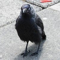 Corvus monedula En la Guía-Naturaleza de RikenMon