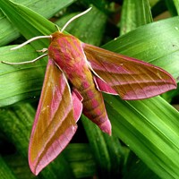 Deilephila elpenor En la Guía-Naturaleza de RikenMon