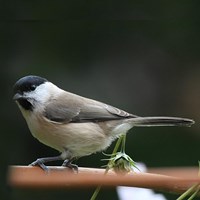 Poecile palustris su guida naturalistica di RikenMon