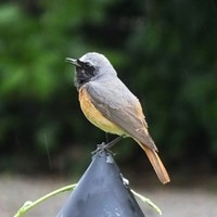 Phoenicurus phoenicurus op RikenMon's Natuurgids