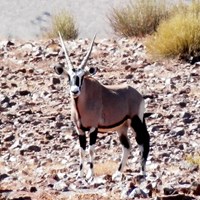 Oryx gazella op RikenMon's Natuurgids