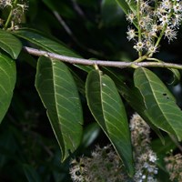 Prunus Laurocerasus En la Guía-Naturaleza de RikenMon