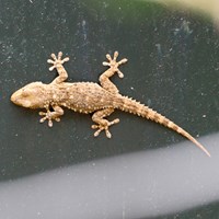 Tarentola mauritanica En la Guía-Naturaleza de RikenMon