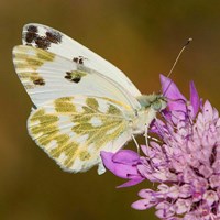 Pontia daplidice su guida naturalistica di RikenMon