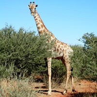 Giraffa camelopardalis op RikenMon's Natuurgids