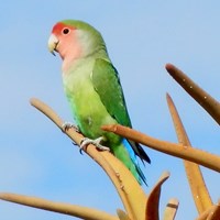 Agapornis roseicollis su guida naturalistica di RikenMon