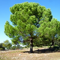 Pinus pinea op RikenMon's Natuurgids