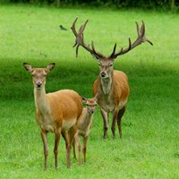 Cervus elaphus su guida naturalistica di RikenMon