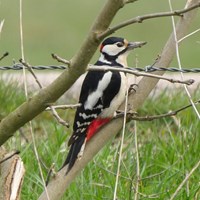 Dendrocopos major op RikenMon's Natuurgids