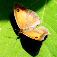 Pyronia tithonus En la Guía-Naturaleza de RikenMon