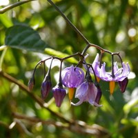 Solanum dulcamara на Nature-Guide RikenMon в