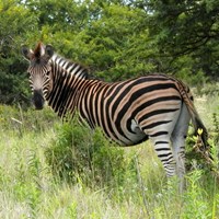 Equus quagga Sur le Nature-Guide de RikenMon