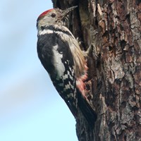 Dendrocopos medius на Nature-Guide RikenMon в