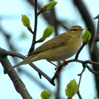 Phylloscopus trochilus Sur le Nature-Guide de RikenMon