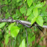 Zamenis longissimus на Nature-Guide RikenMon в