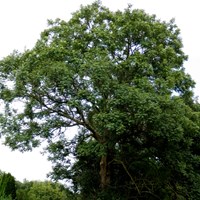 Fraxinus excelsior Sur le Nature-Guide de RikenMon