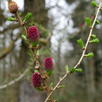 Larix decidua En la Guía-Naturaleza de RikenMon