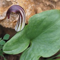 Arisarum vulgare En la Guía-Naturaleza de RikenMon