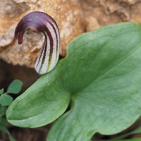 Arisarum vulgare Sur le Nature-Guide de RikenMon