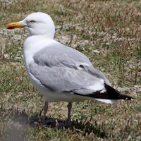 Larus argentatus op RikenMon's Natuurgids